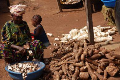 Comment le Processus de Manioc pour l'Alimentation de la Volaille: Un Guide Complet