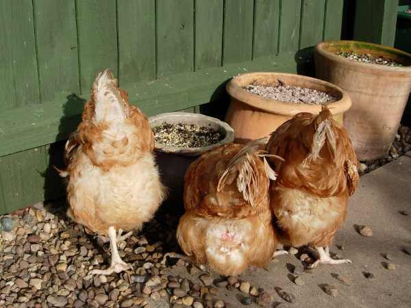 Causes of Vent Pecking in Commercial Layer Birds and How to Prevent It