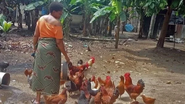 Noiler Chicken: Full Information, Characteristics, and Management Guide