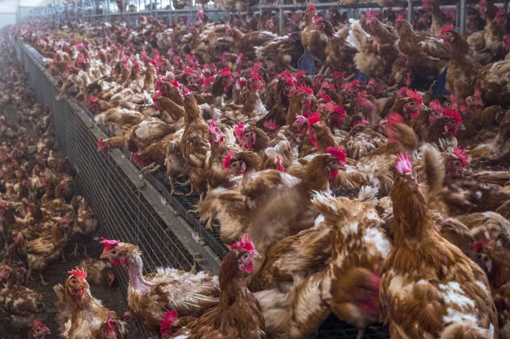 Causes of Vent Pecking in Commercial Layer Birds and How to Prevent It