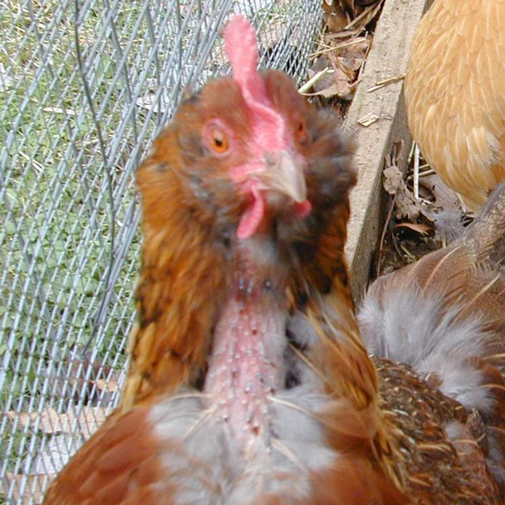 Causes of Vent Pecking in Commercial Layer Birds and How to Prevent It