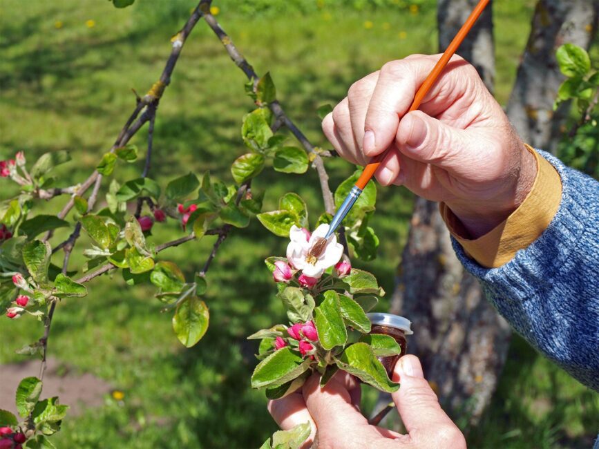 Advantages and Disadvantages of Cross Breeding in Plants and Animals 