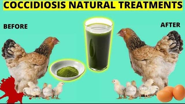 Organic Treatment of Coccidiosis in Poultry