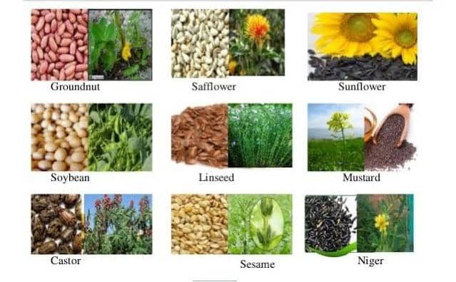 Examples of Oil Crops and Their Uses