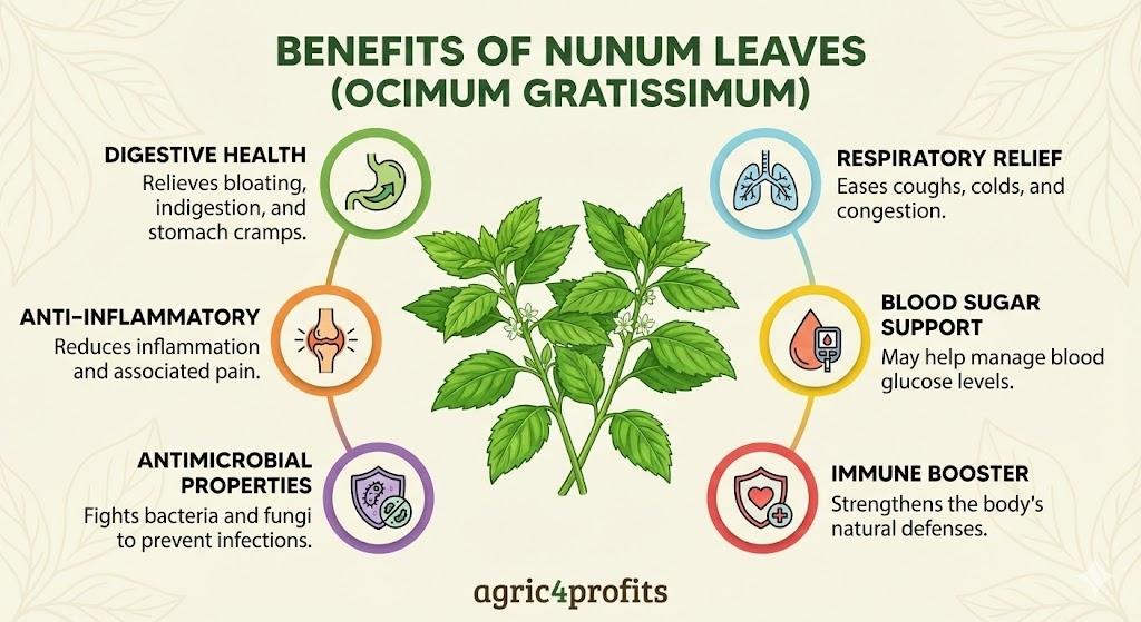 Benefits of Nunum Leaves