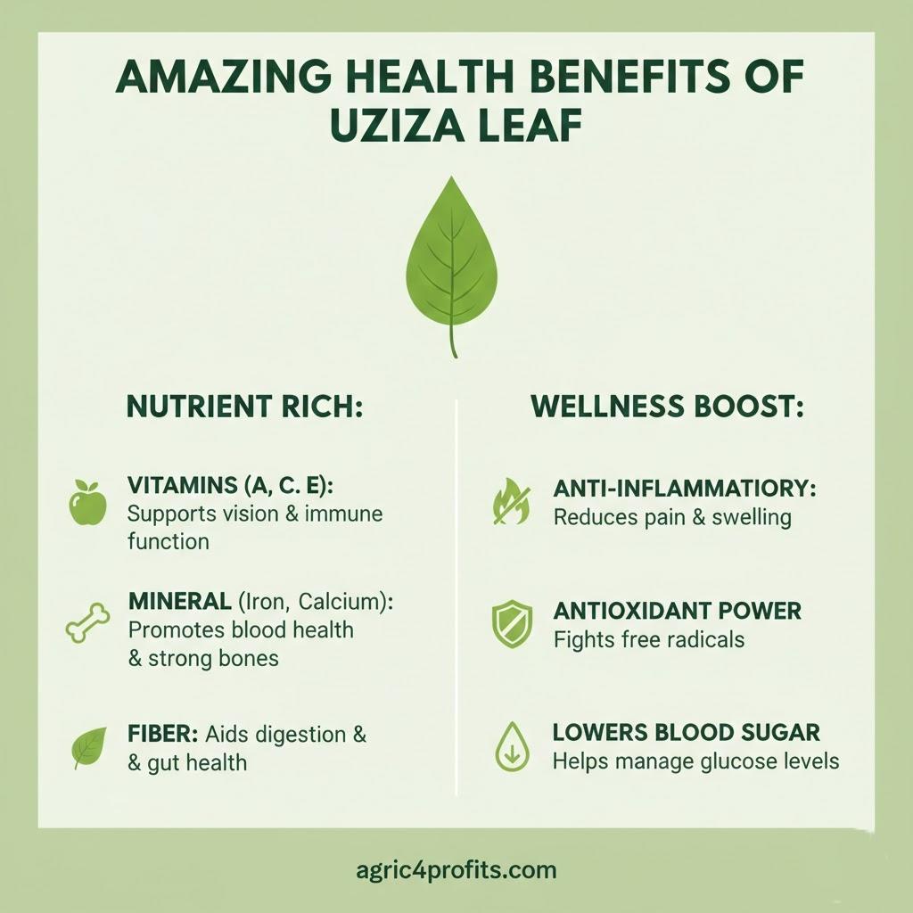 Amazing Health Benefits of Uziza Leaf
