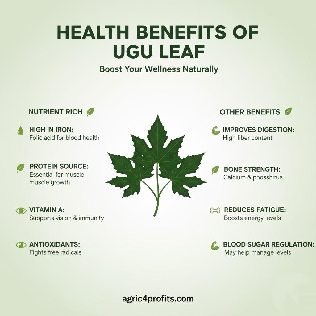 Health Benefits of Ugu Leaf
