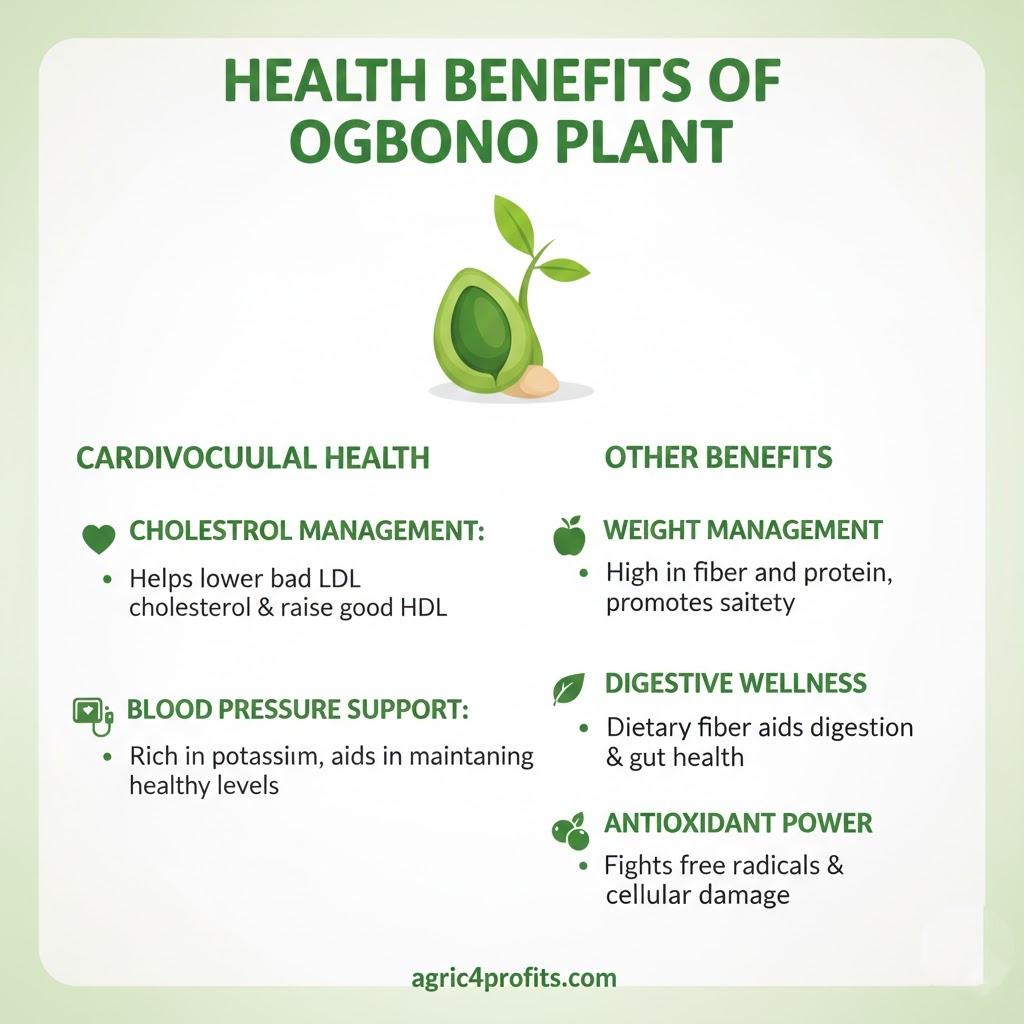 Benefits of Ogbono plant for health