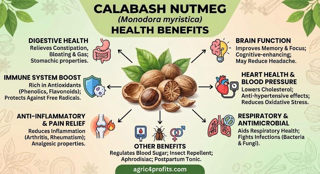Calebasse De Noix De Muscade Avantages Pour La Santé