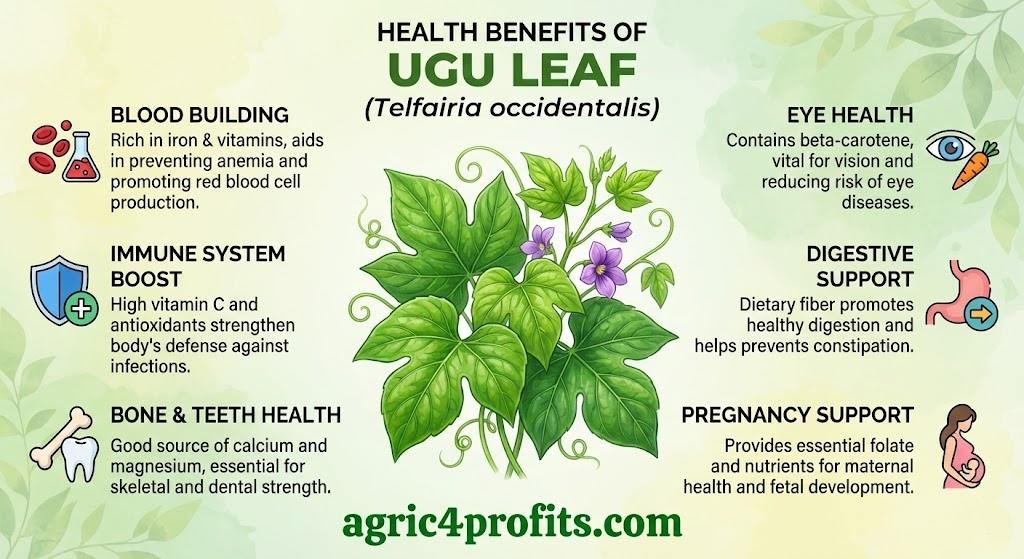 Avantages Pour La Santé De Ugu Feuille