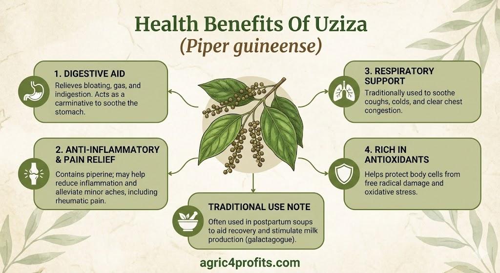 Health Benefits Of Uziza