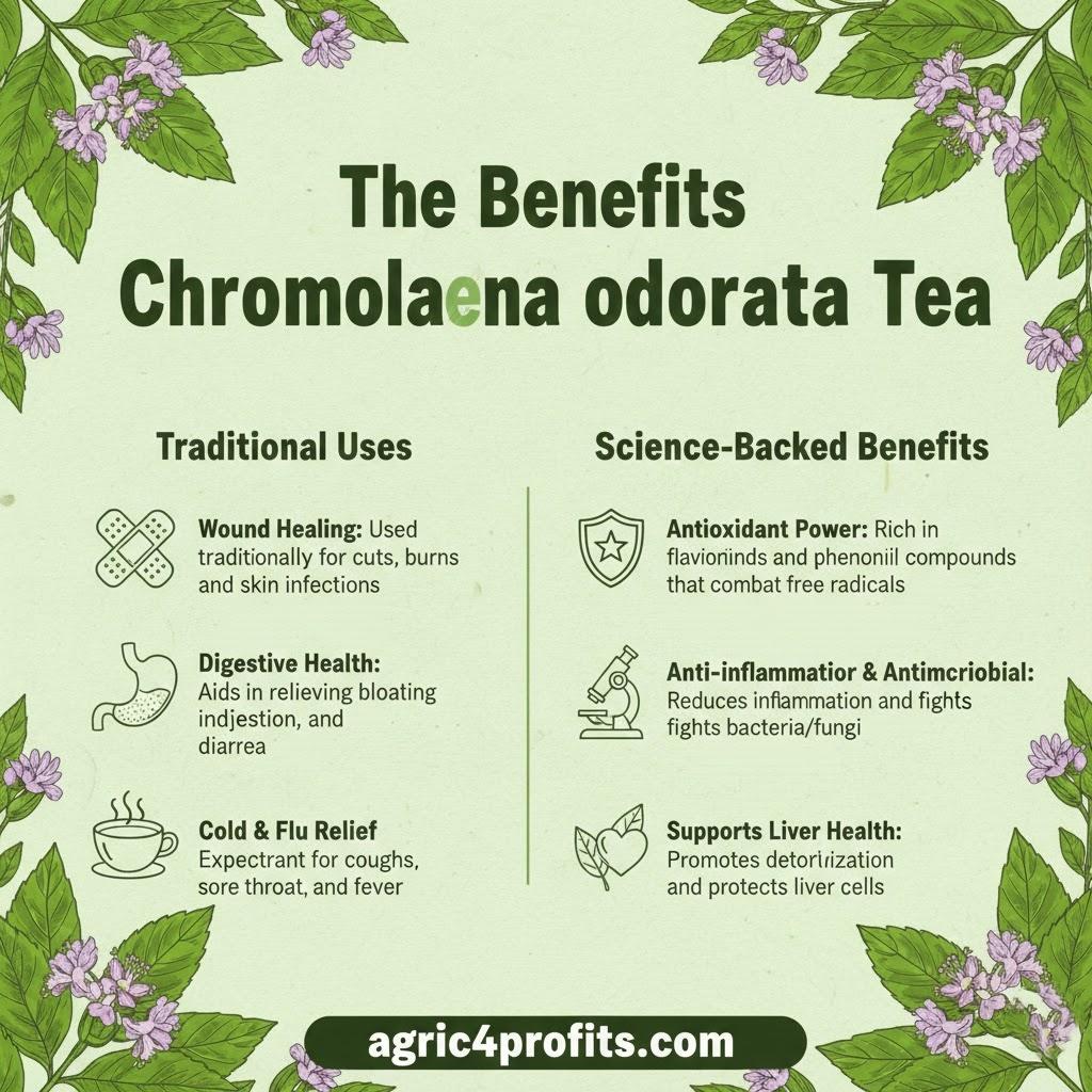 L'Avantage De Chromolaena odorata thé