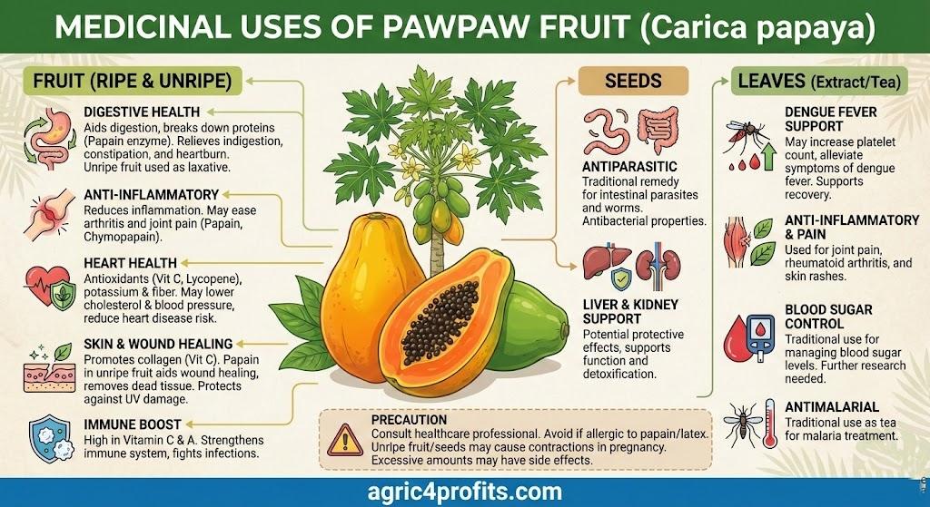 Pawpaw Fruit Medicinal Uses
