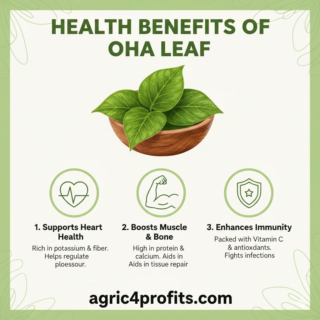 Health Benefits Of Oha Leaf