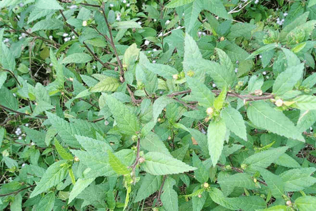 How Sida Acuta is Used in Herbal Medicine for Natural Healing