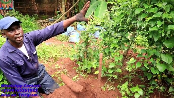 A Complete Guide to Yam Farming in Nigeria 