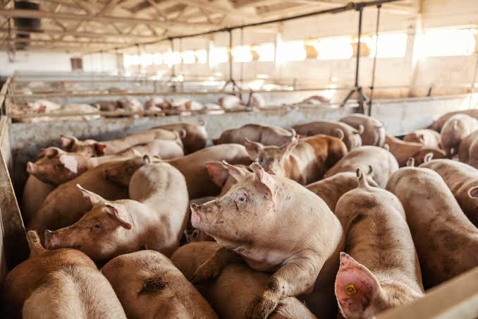 The Complete Guide to Pig Farming For Beginners