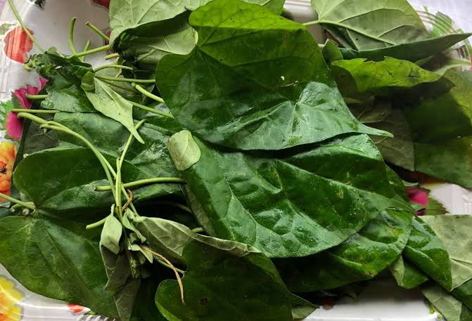 Benefits of Utazi Leaf