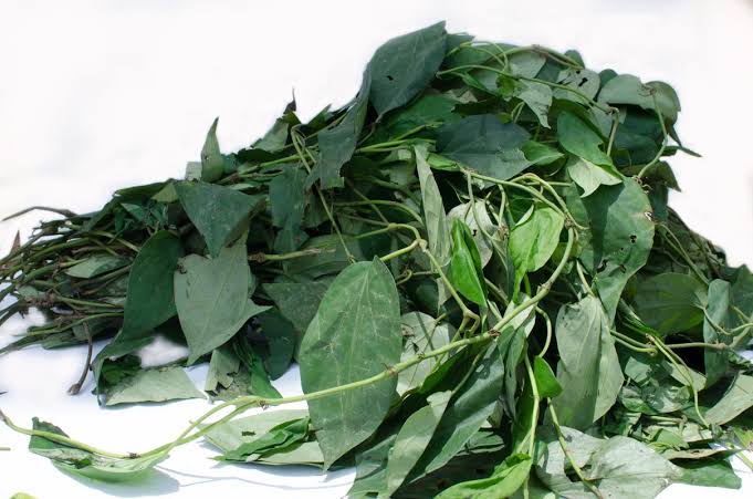 Benefits and Uses of Utazi Leaf