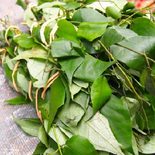 Benefits of Utazi Leaf