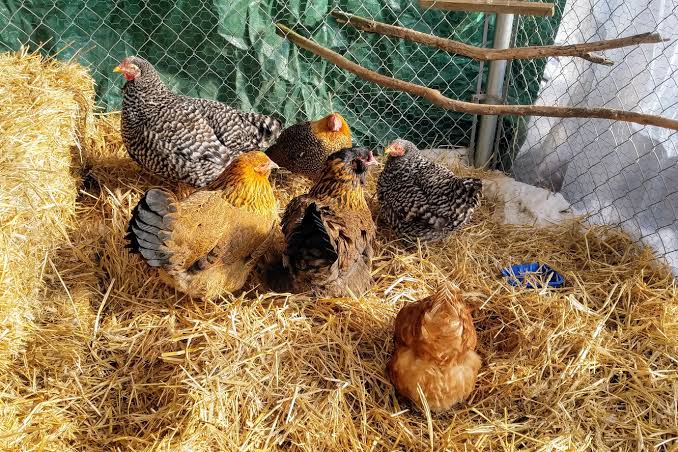 Causes of Extreme Coldness and Hotness in a Chicken House