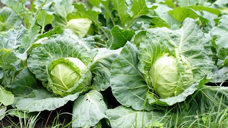 History and Significance of Cabbage