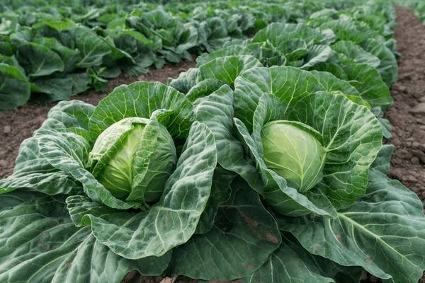 History and Significance of Cabbage