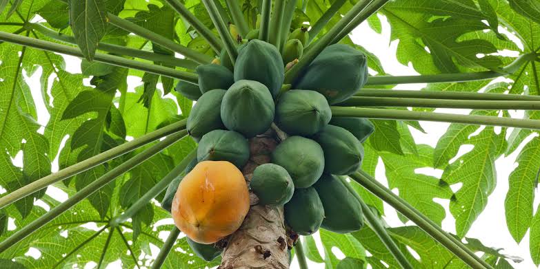 Health Benefits of Pawpaw Fruit