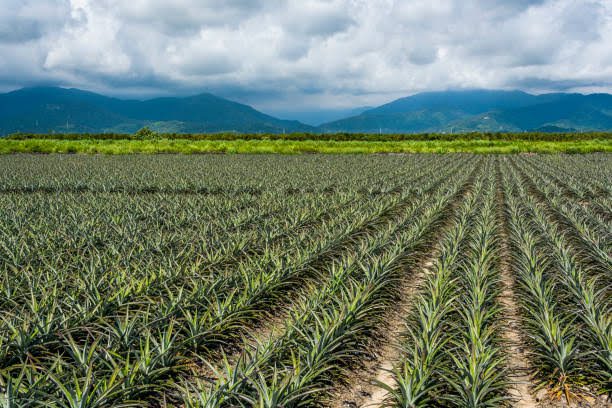 How to Achieve Ideal Pineapple Spacing for Healthy Growth