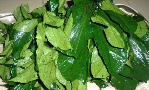 Health Benefits of Ugu Leaf Health Benefits of Ugu Leaf