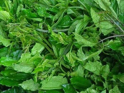 Health Benefits of Ugu Leaf Health Benefits of Ugu Leaf