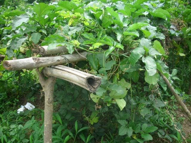 Health Benefits of Ugu Leaf Health Benefits of Ugu Leaf