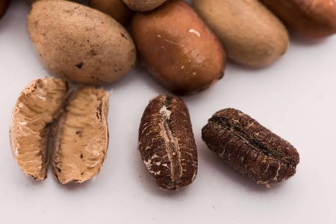 uses-and-benefits-of-ehuru-seed