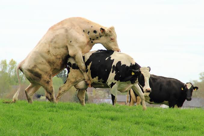 Differences Between Natural Mating and Artificial Insemination Differences Between Natural Mating and Artificial Insemination