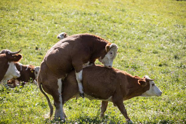 Differences Between Natural Mating and Artificial Insemination Differences Between Natural Mating and Artificial Insemination