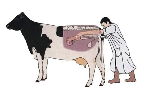 Differences Between Natural Mating and Artificial Insemination Differences Between Natural Mating and Artificial Insemination
