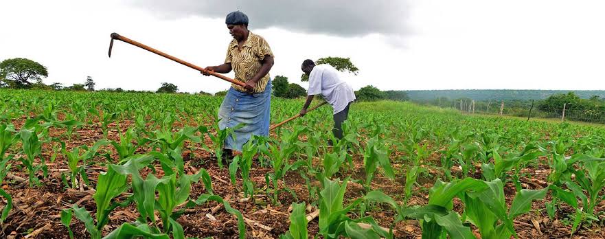 Historical Development of Crop Production