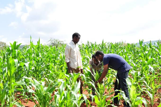 Historical Development of Crop Production