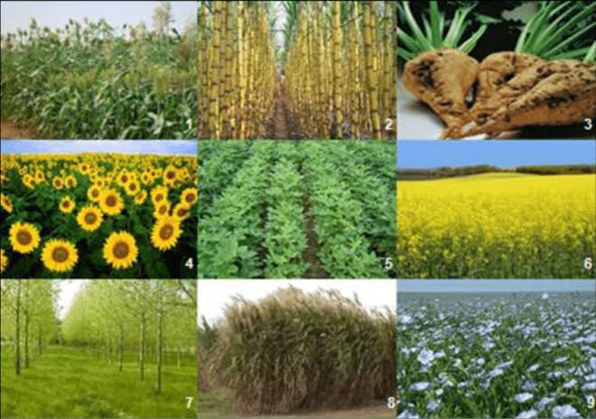 Examples of Oil Crops and Their Uses