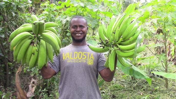 The Complete Guide to Plantain Farming