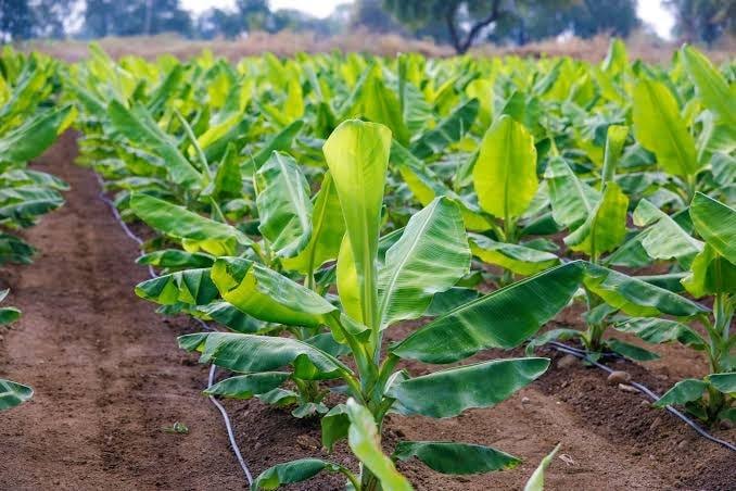 The Complete Guide to Plantain Farming