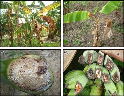 The Complete Guide to Plantain Farming