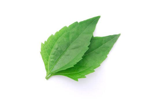 Health Benefit of Awolowo Leaf