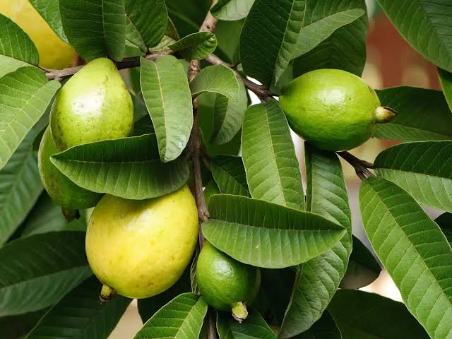 How Guava Leaves Boost Women's Fertility and Sexual Health