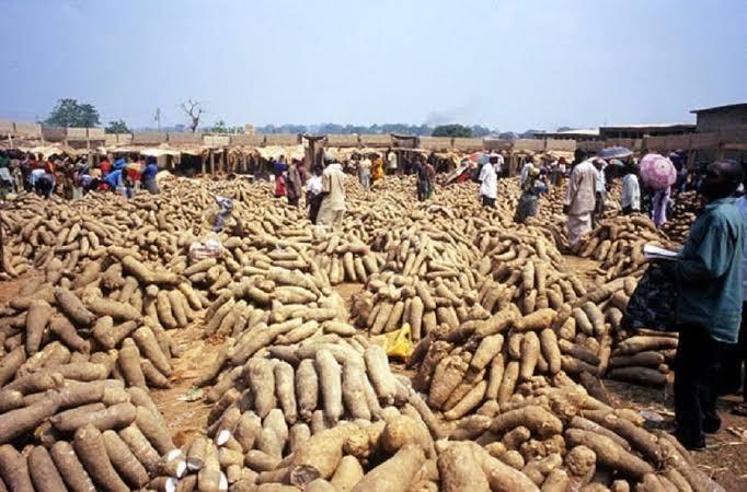 A Complete Guide to Yam Farming in Nigeria