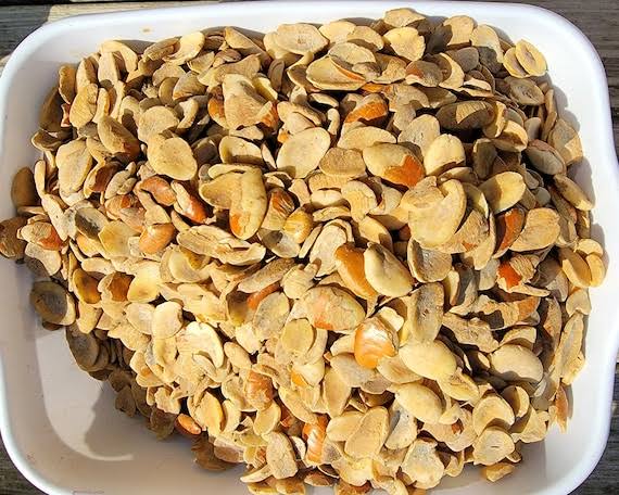 The Origin and Significance of Ogbono Seed