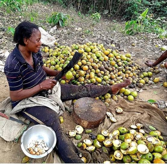 The Origin and Significance of Ogbono Seed