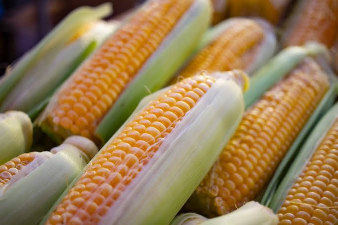 Economic Importance of Maize Production