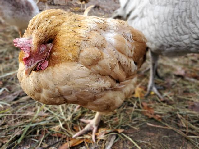 Organic Treatment of Coccidiosis in Poultry