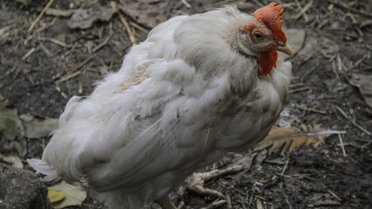 Organic Treatment of Coccidiosis in Poultry